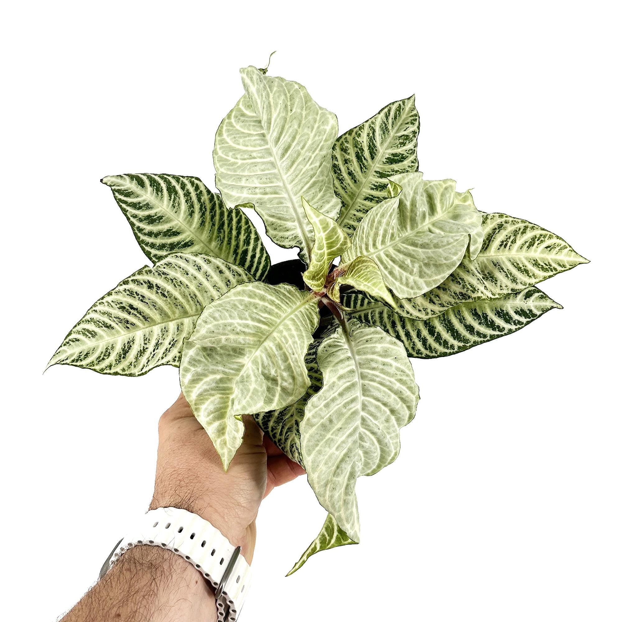 Aphelandra squarrosa ‘White Wash Zebra’