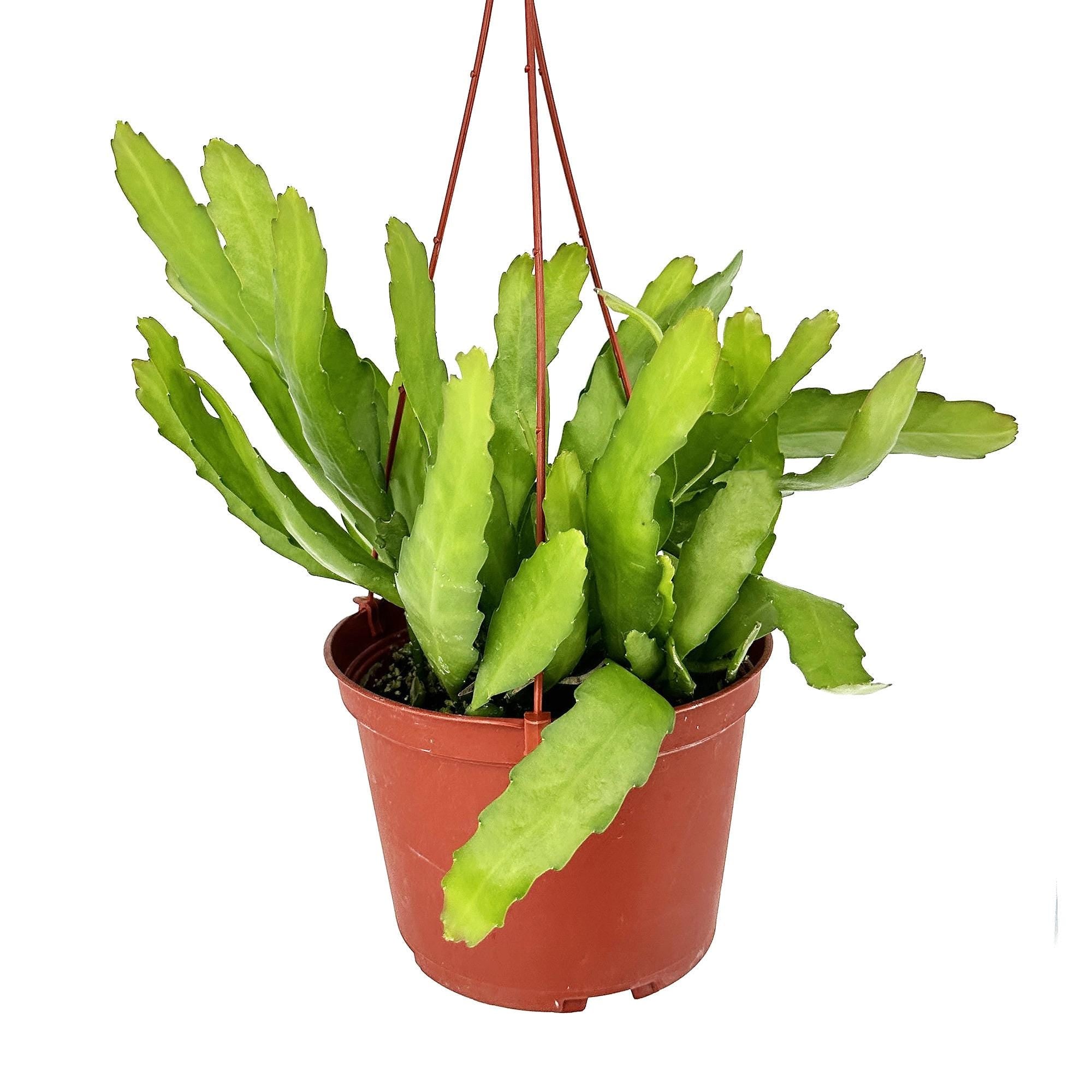 Disocactus macranthus 'Golden Orchid Cactus'