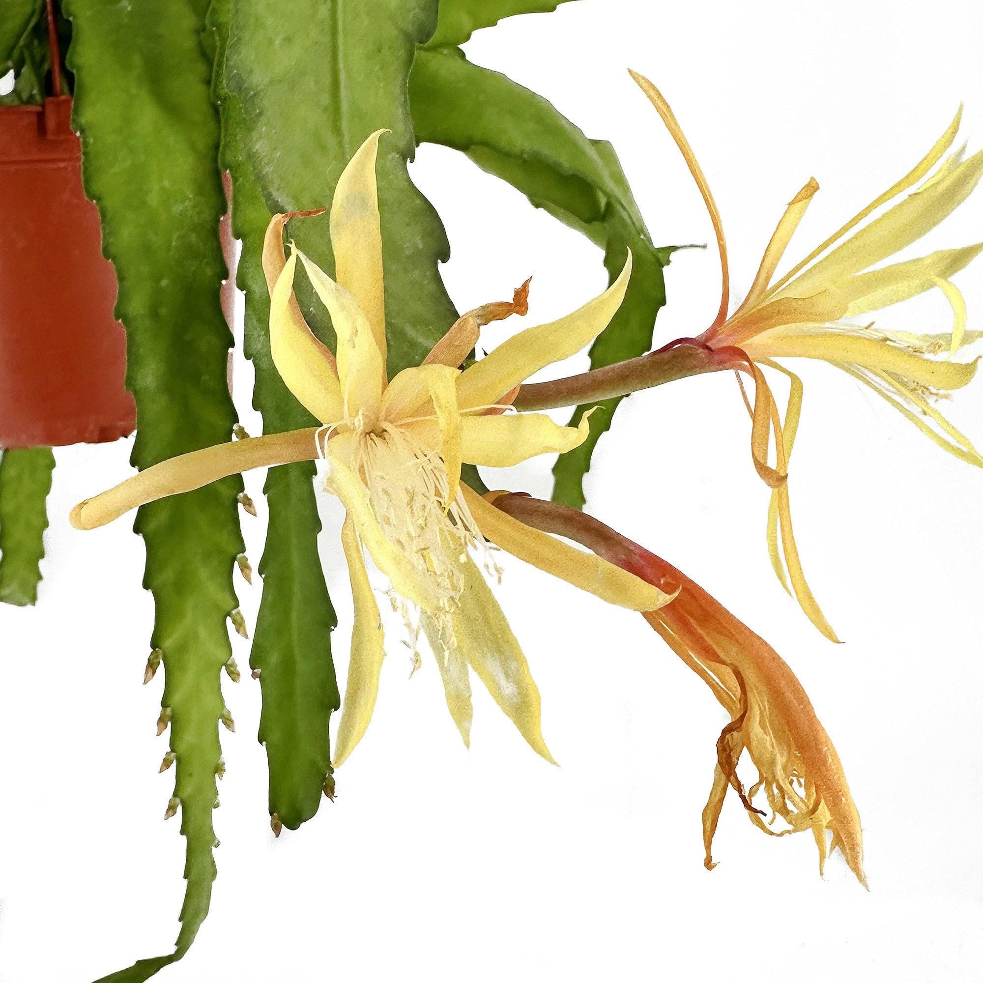 Disocactus macranthus 'Golden Orchid Cactus'