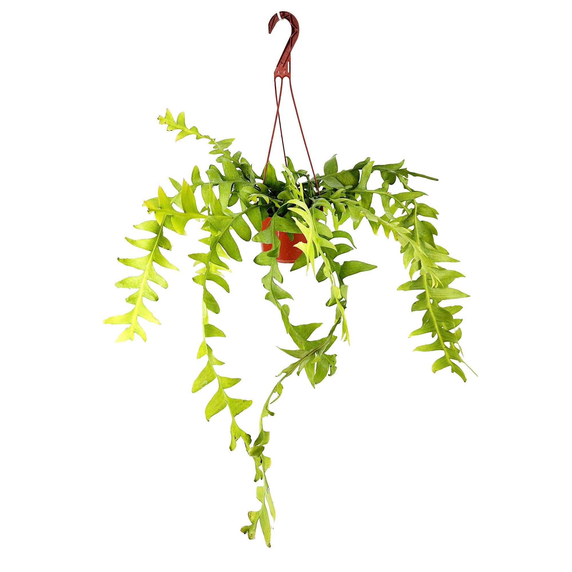 Selenicereus chrysocardium 'Fern Leaf Cactus'