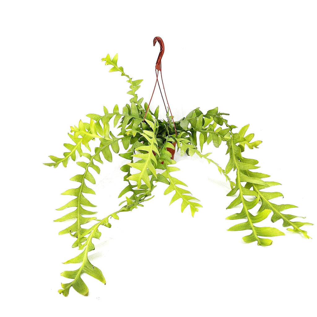 Selenicereus chrysocardium 'Fern Leaf Cactus'