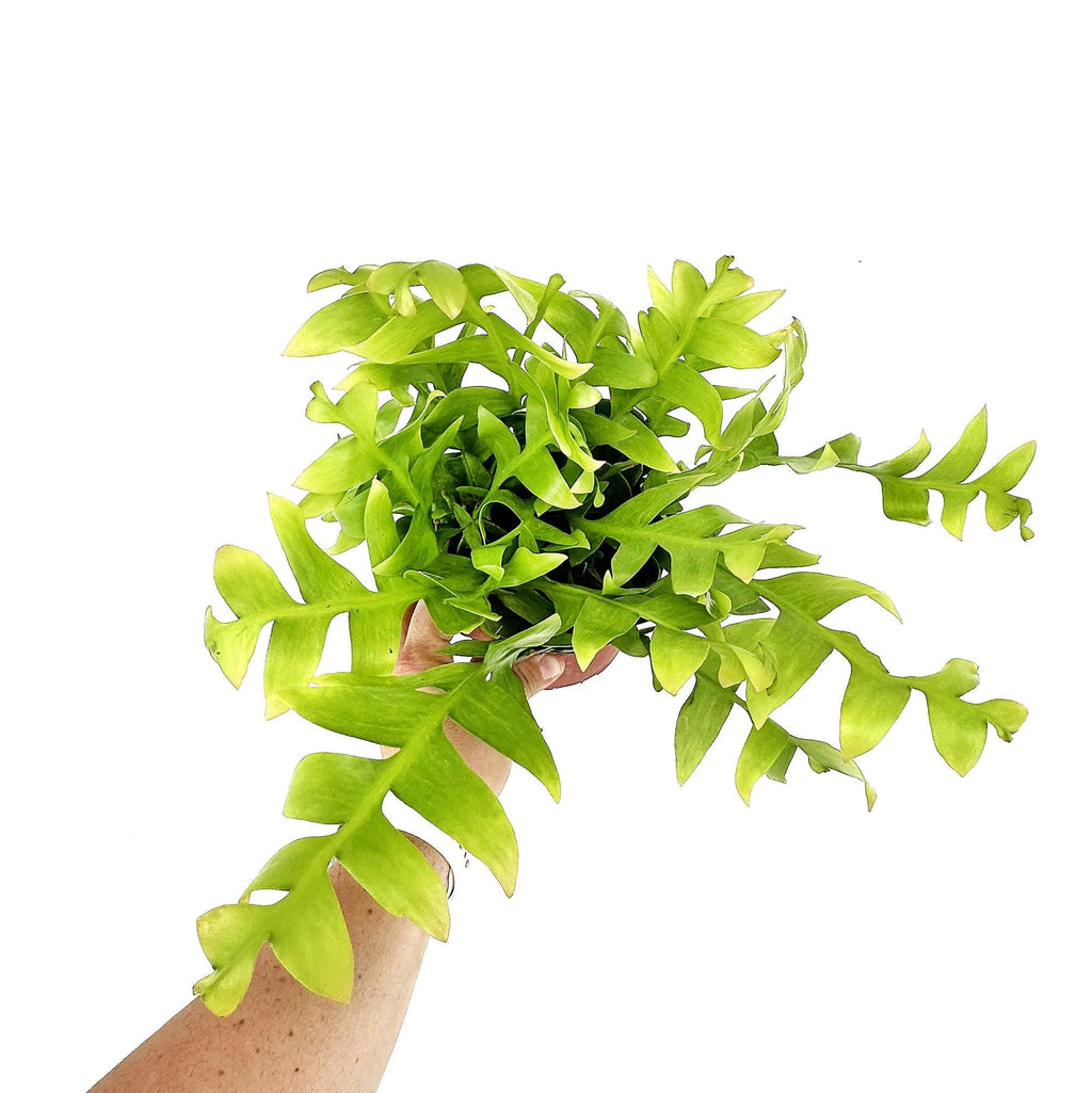 Selenicereus chrysocardium 'Fern Leaf Cactus'