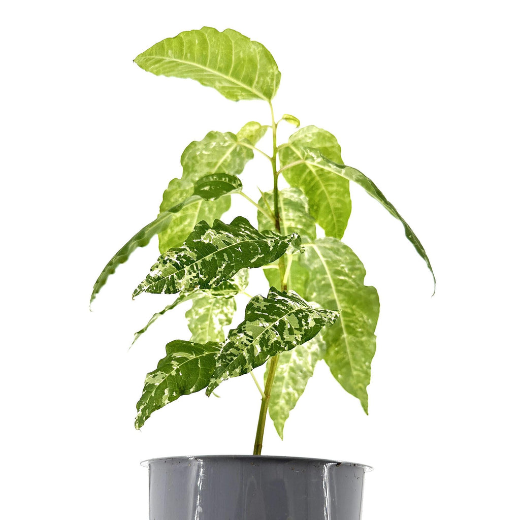 Ficus aspera 'Clown Fig'