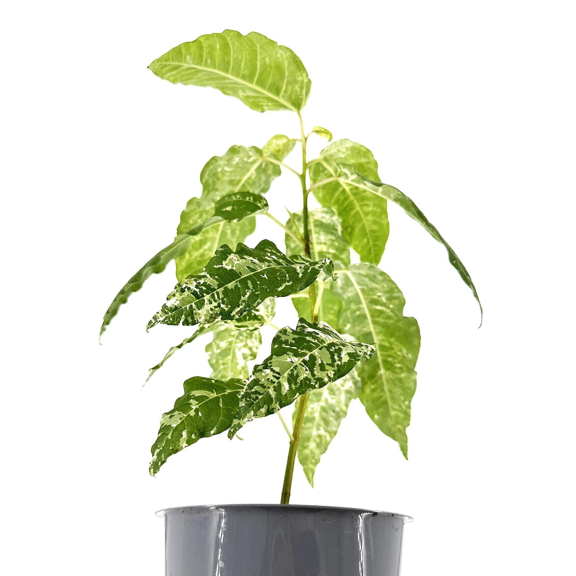 Ficus aspera 'Clown Fig'