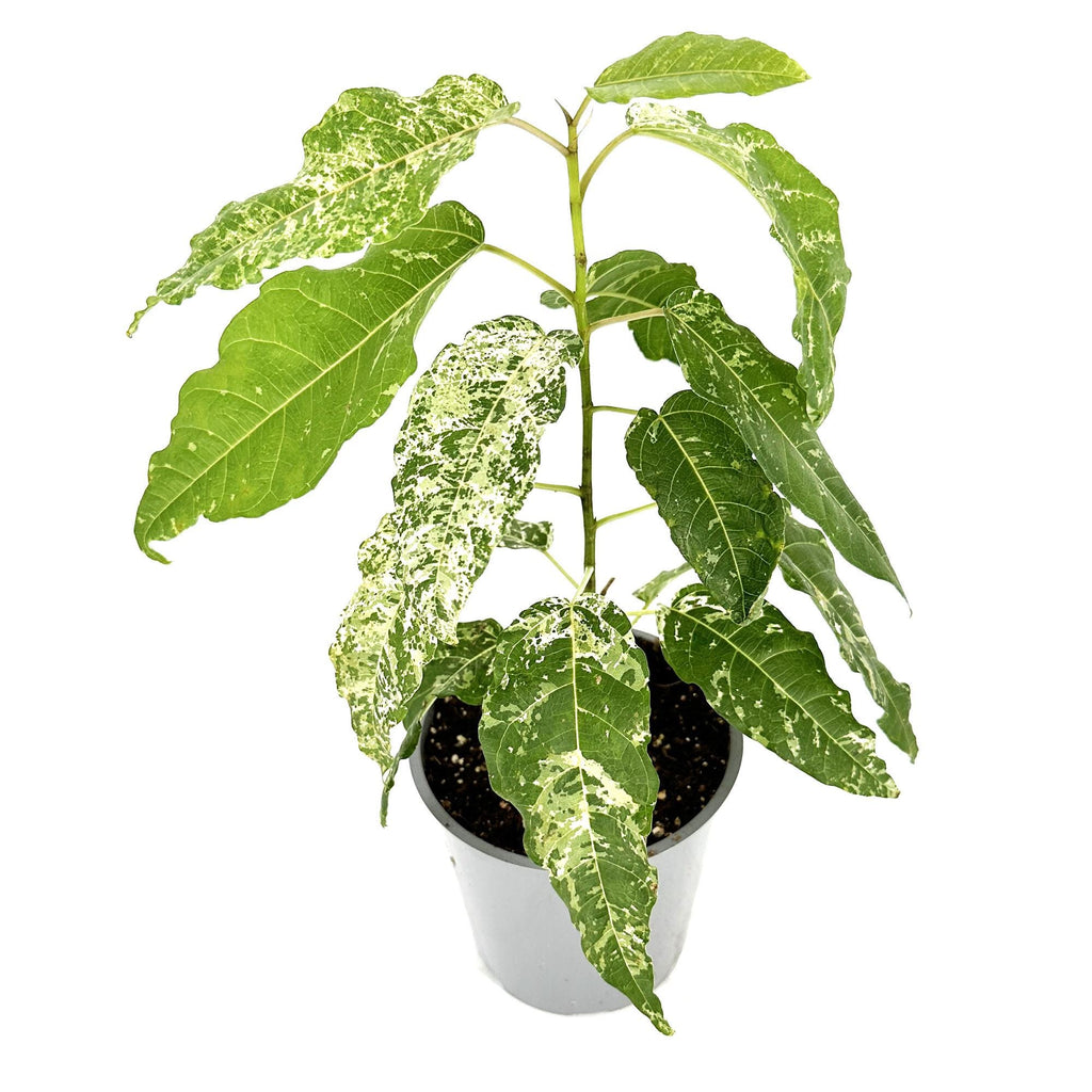 Ficus aspera 'Clown Fig'