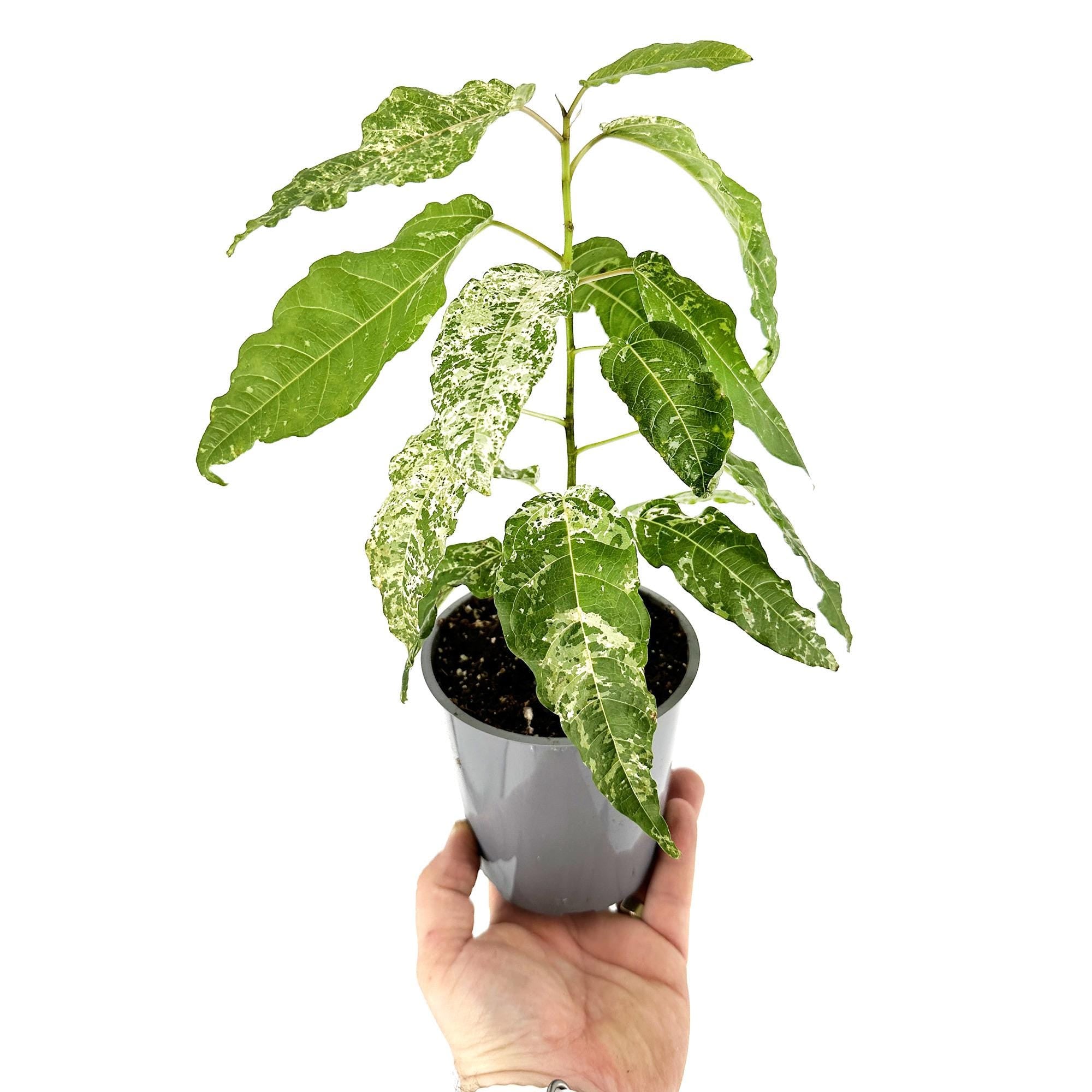 Ficus aspera 'Clown Fig'