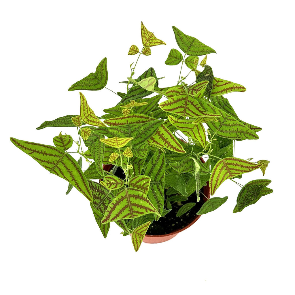 Christia obcordata 'Butterfly Plant'