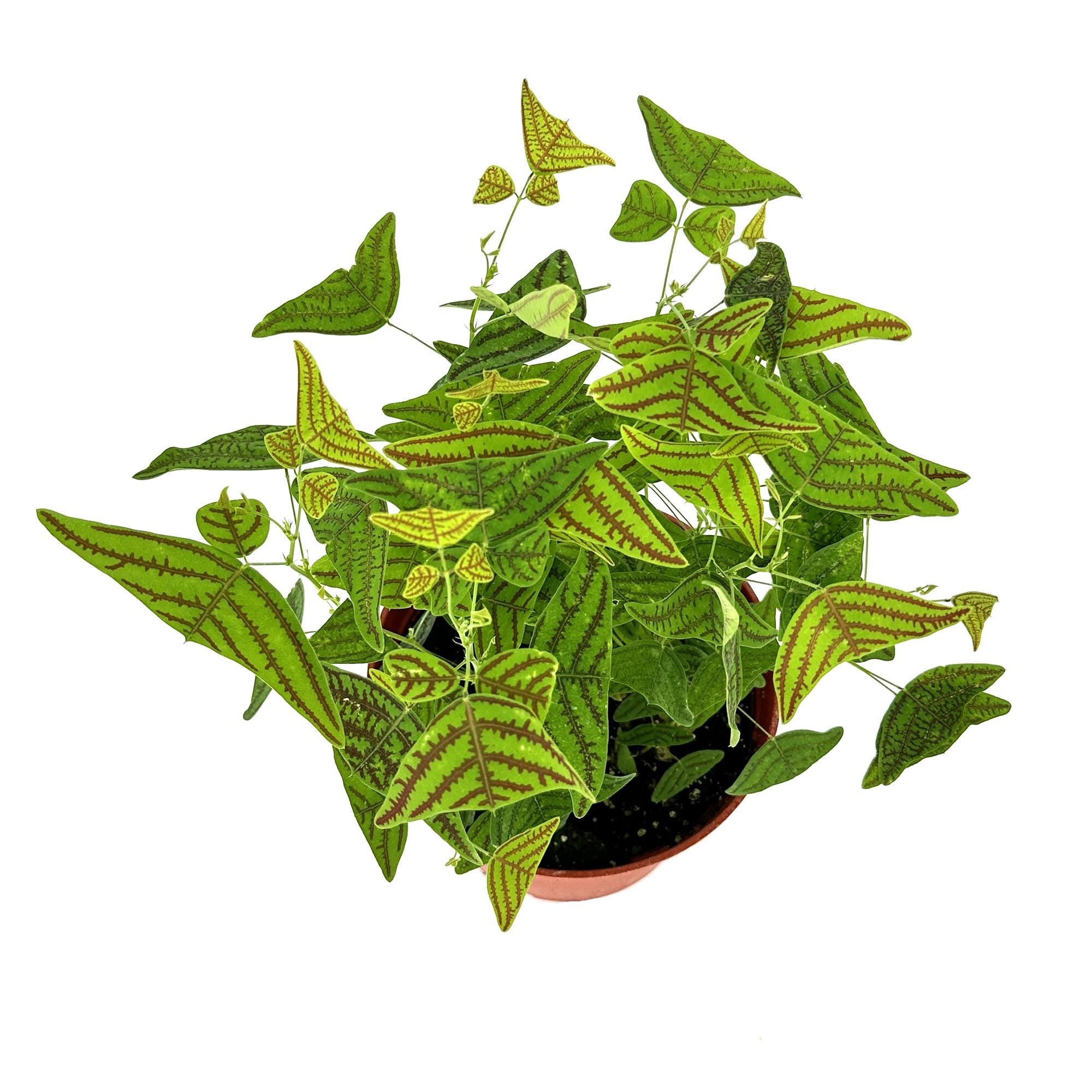 Christia obcordata 'Butterfly Plant'