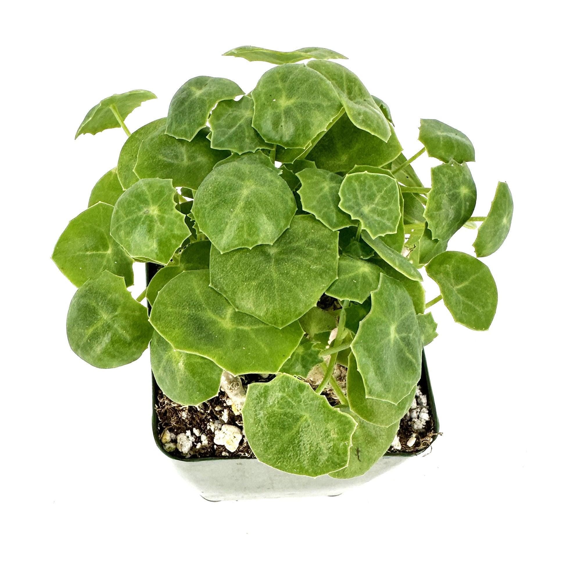 Senecio tropaeolifolius