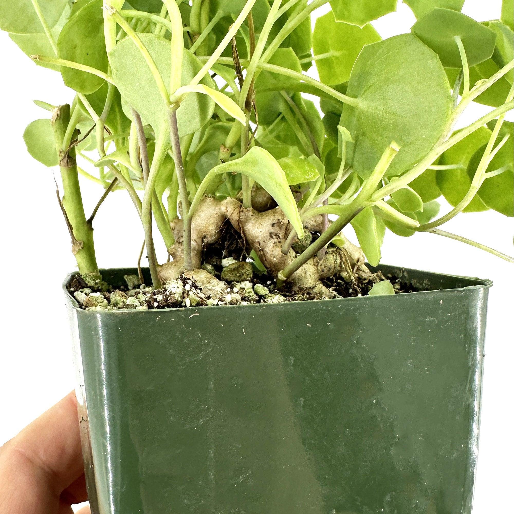 Senecio tropaeolifolius