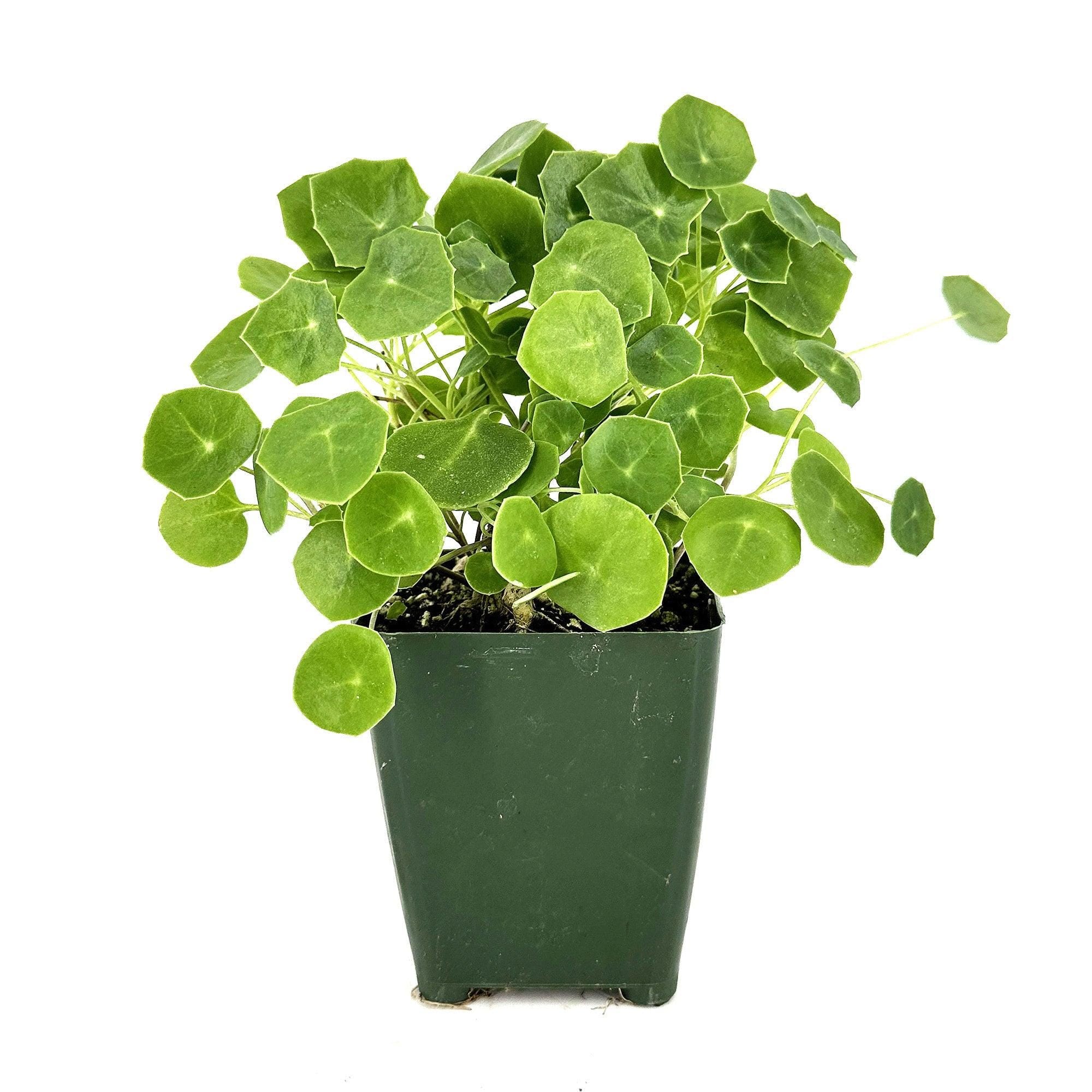 Senecio tropaeolifolius