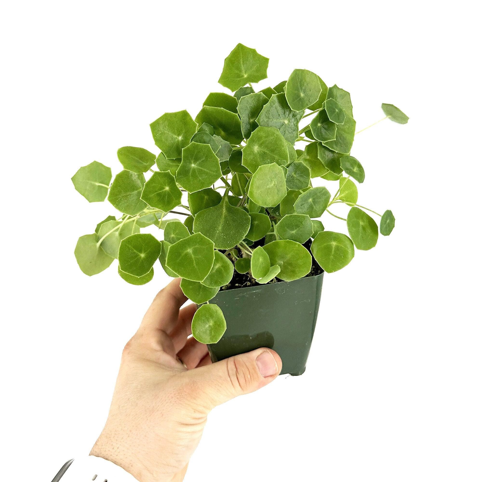 Senecio tropaeolifolius