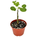 Erythrina melanacantha