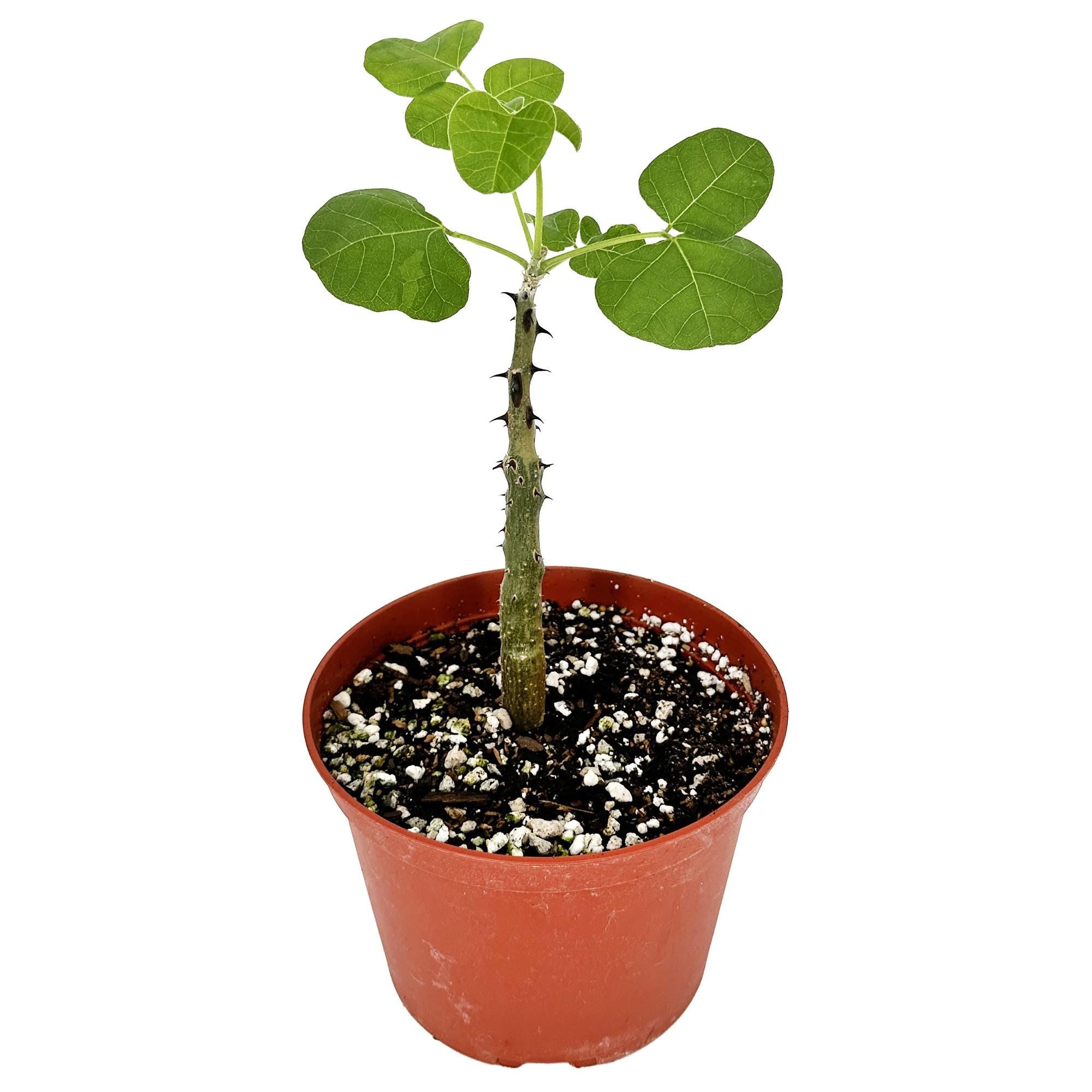 Erythrina melanacantha