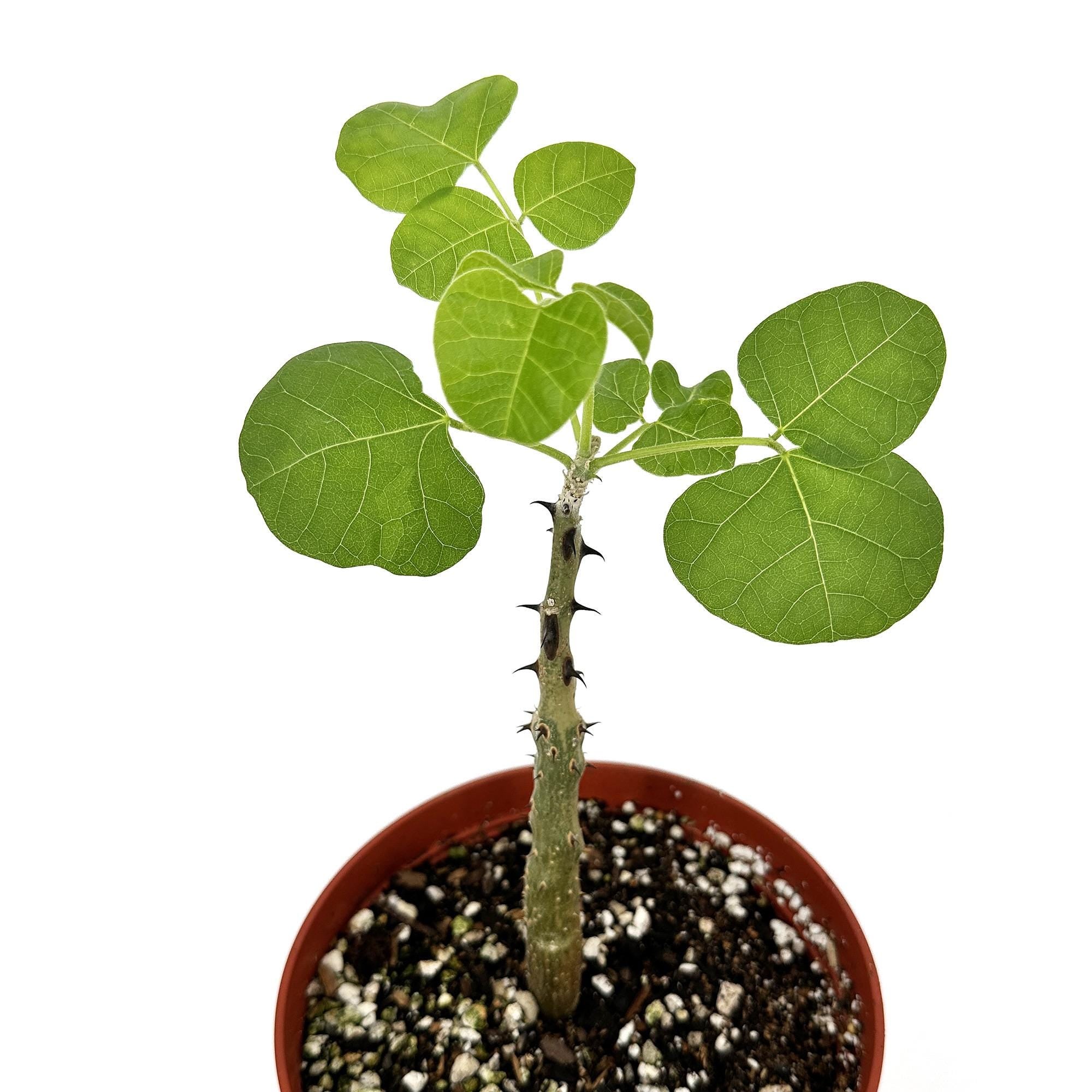 Erythrina melanacantha