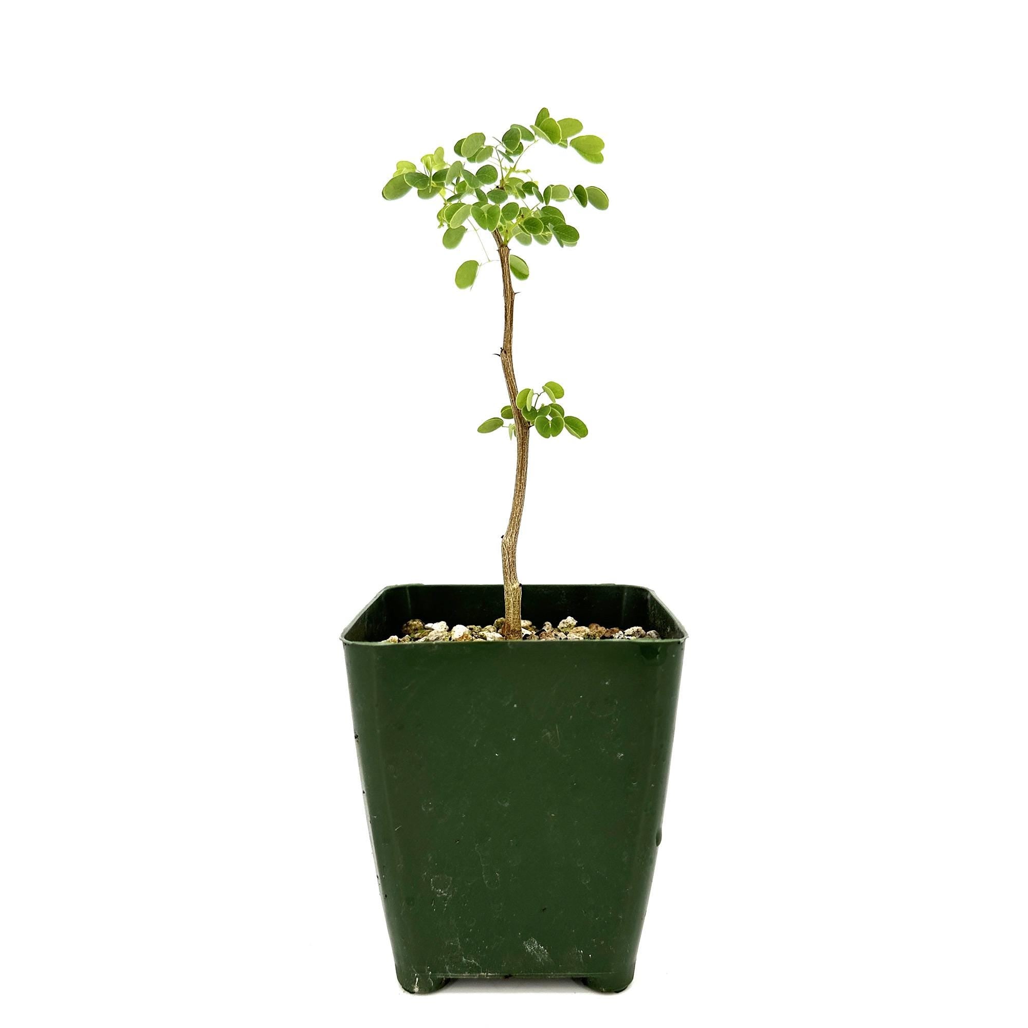 Senegalia nigrescens 'Knobthorn Acacia'