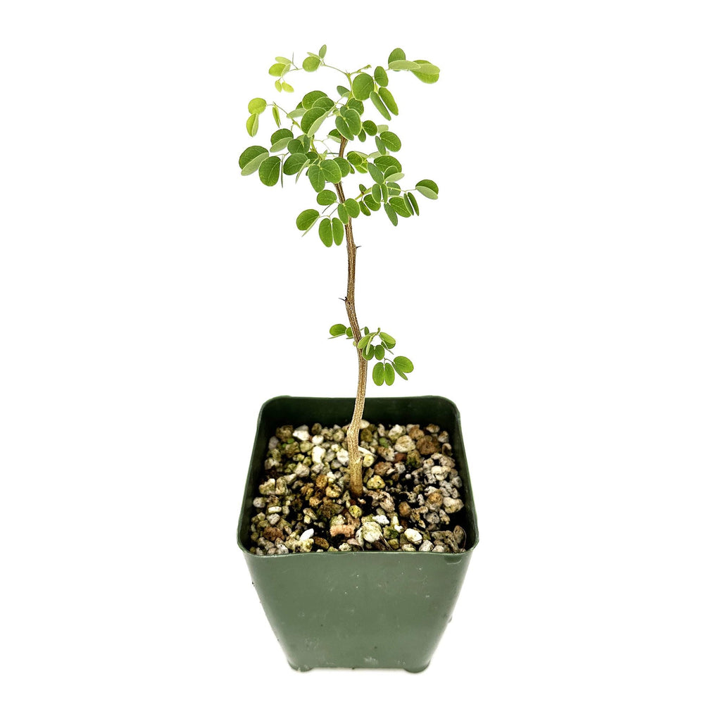 Senegalia nigrescens 'Knobthorn Acacia'