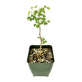 Senegalia nigrescens 'Knobthorn Acacia'