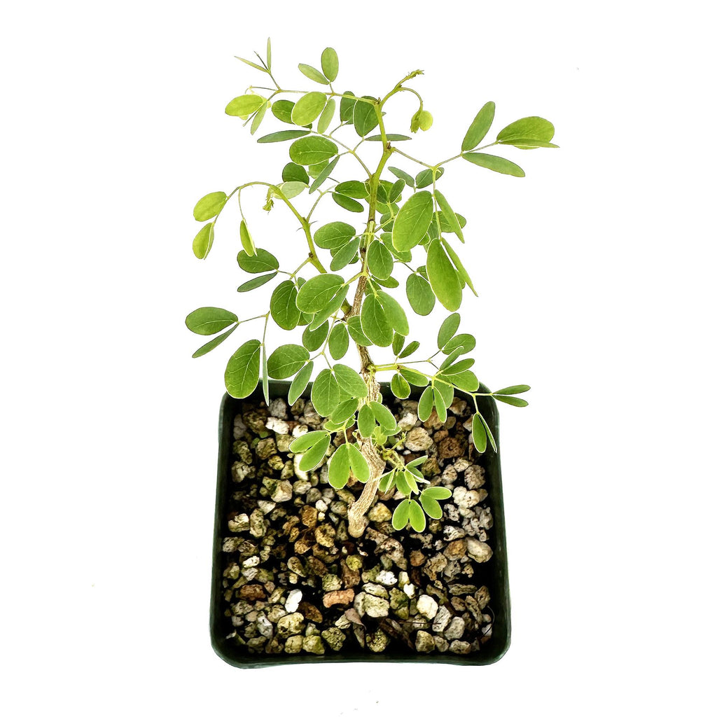 Senegalia nigrescens 'Knobthorn Acacia'