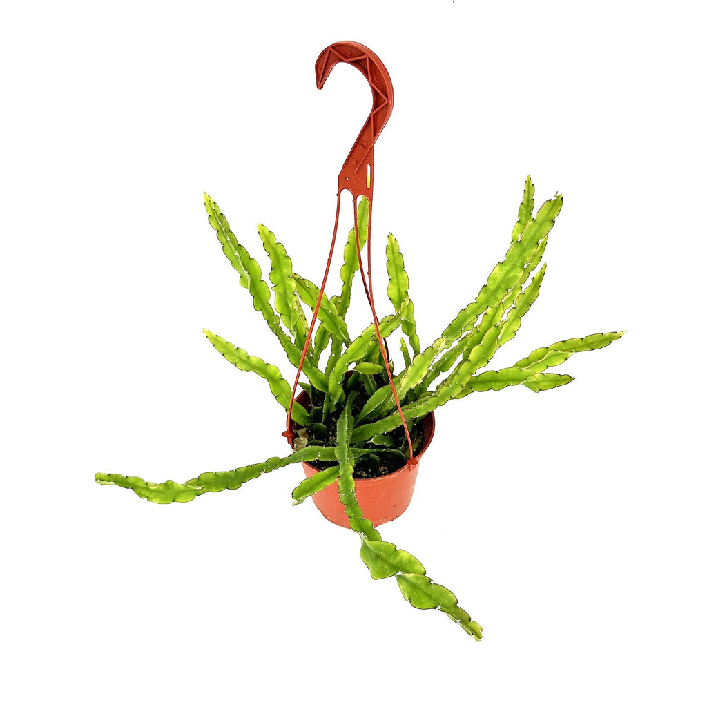 Lepismium cruciforme f. spiralis ‘Hurricane Cactus'