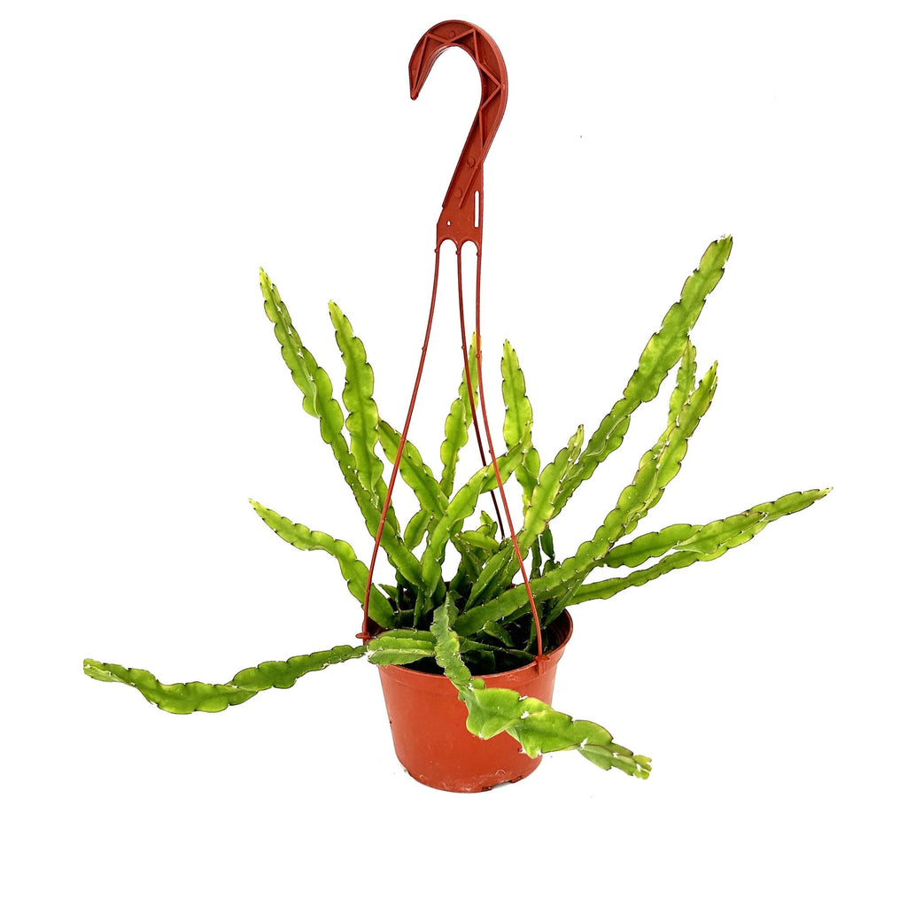 Lepismium cruciforme f. spiralis ‘Hurricane Cactus'