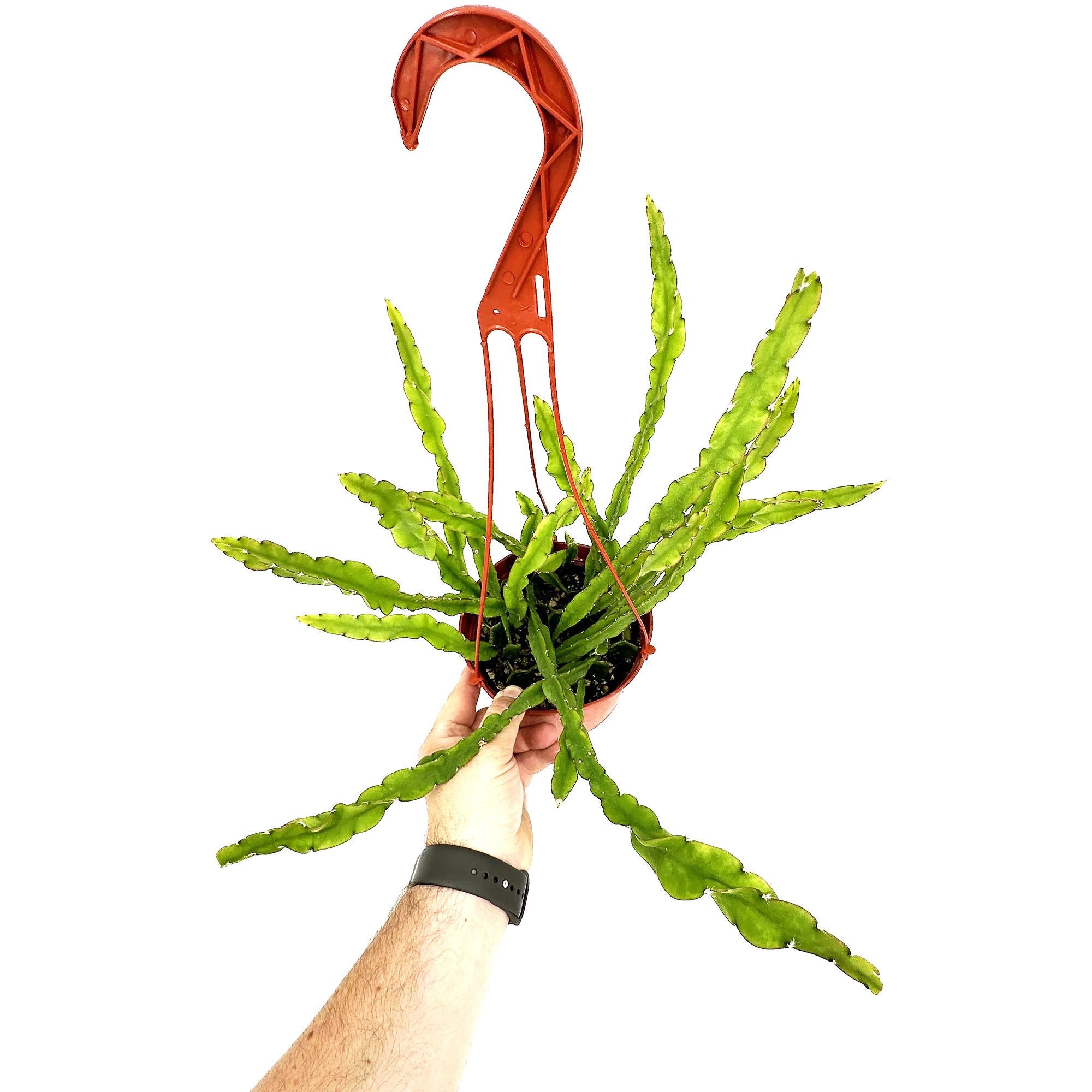 Lepismium cruciforme f. spiralis ‘Hurricane Cactus'