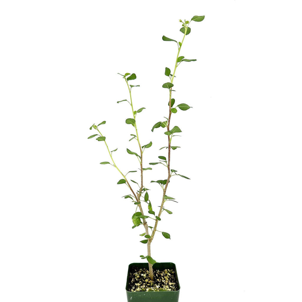 Euphorbia misera 'Cliff Spurge'