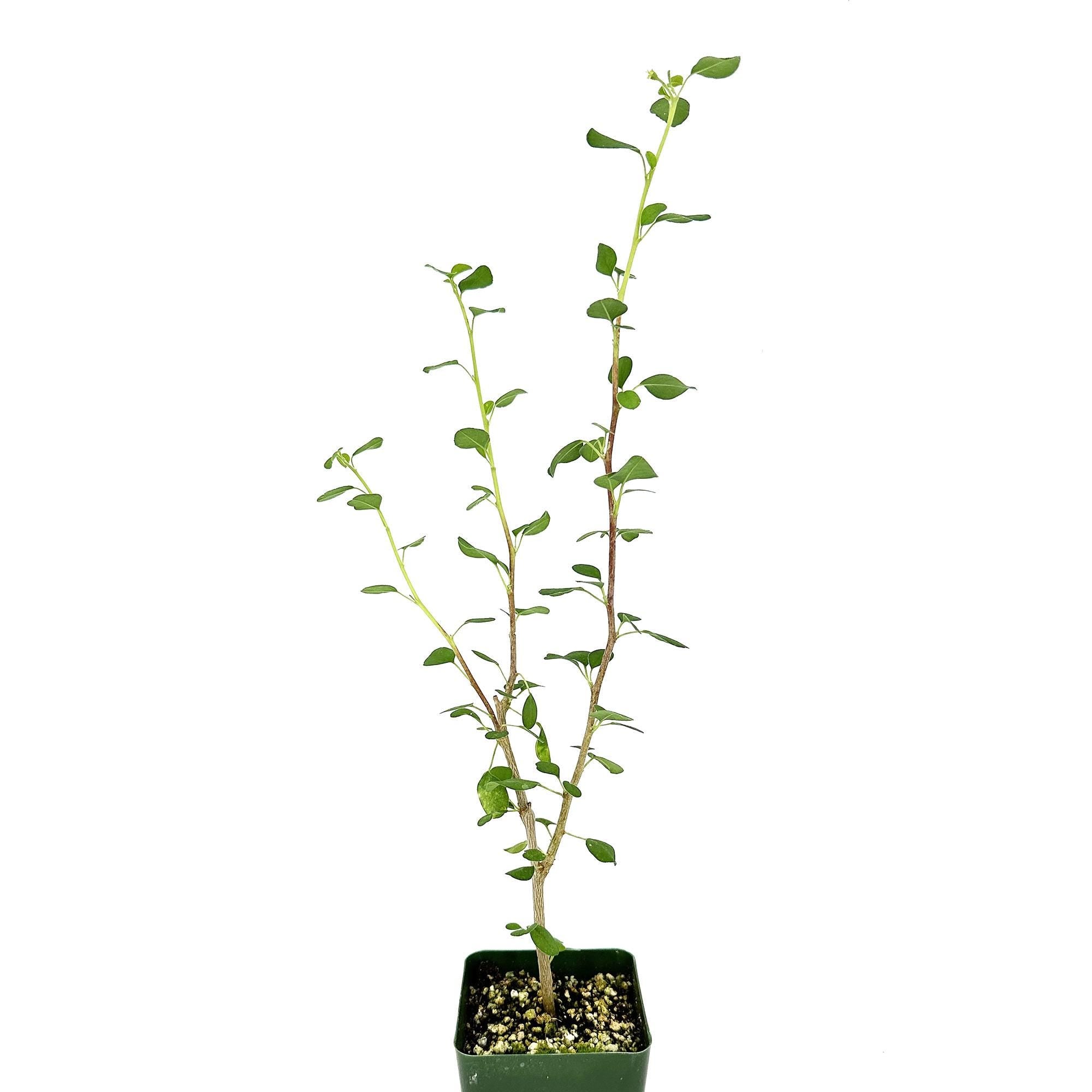 Euphorbia misera 'Cliff Spurge'