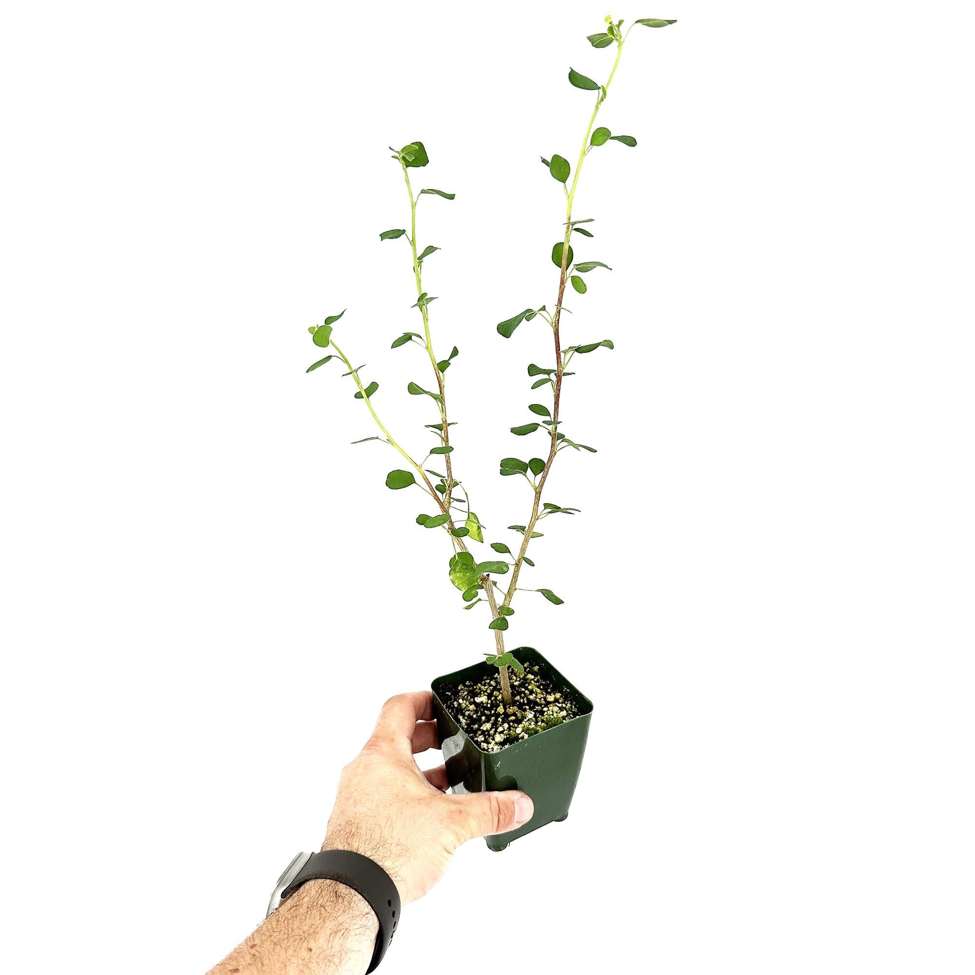 Euphorbia misera 'Cliff Spurge'