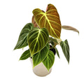 Philodendron 'El Choco Red'
