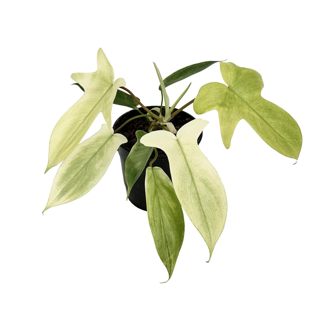 Philodendron ‘Florida Ghost'