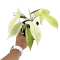 Philodendron ‘Florida Ghost'