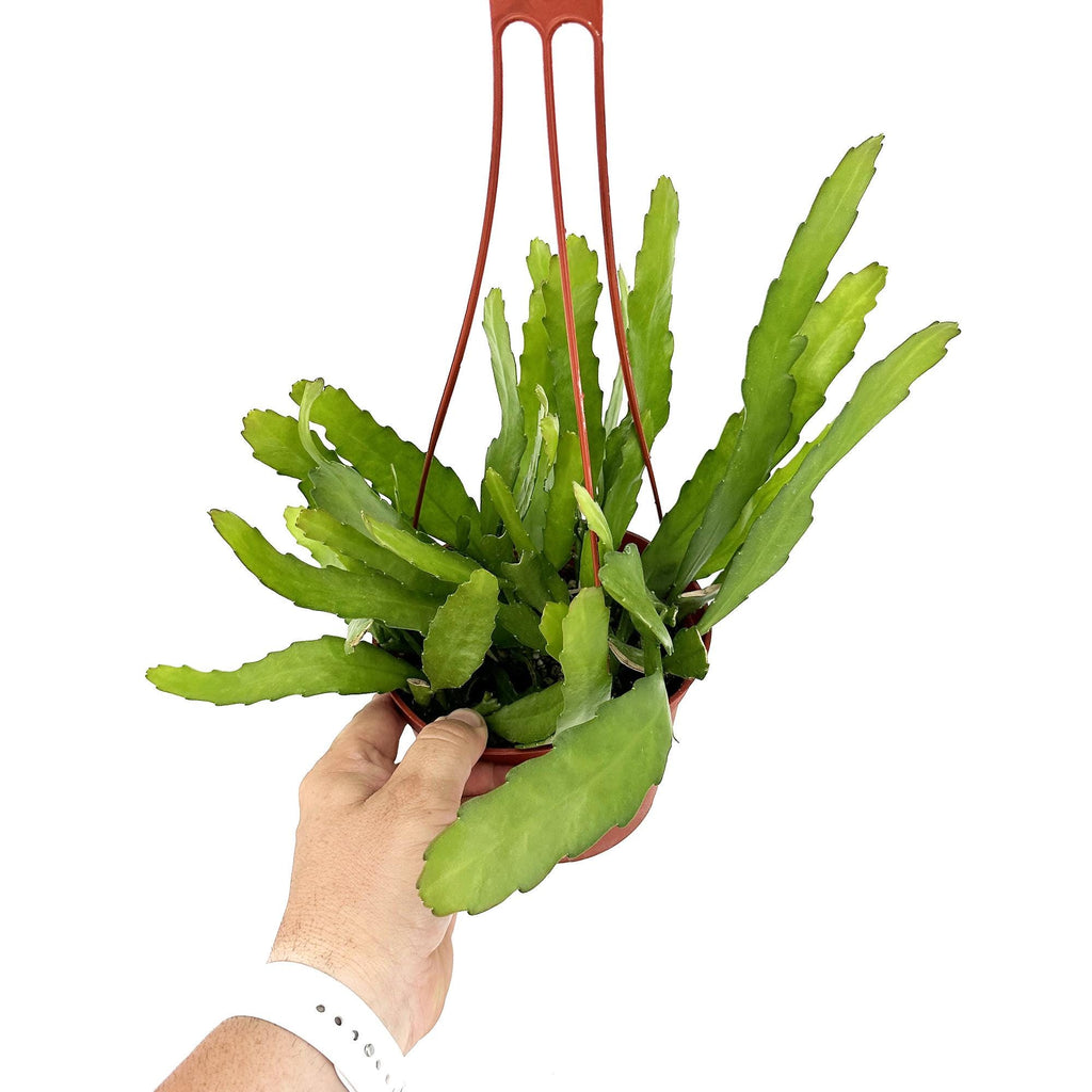 Disocactus macranthus 'Golden Orchid Cactus'