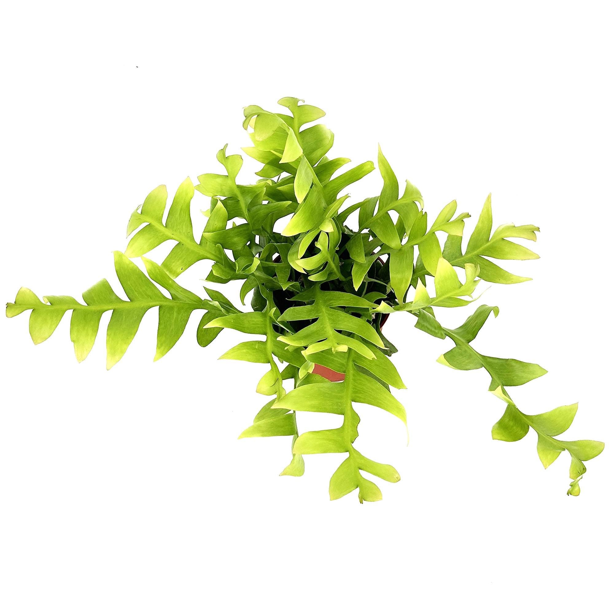 Selenicereus chrysocardium 'Fern Leaf Cactus'