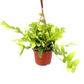 Selenicereus chrysocardium 'Fern Leaf Cactus'