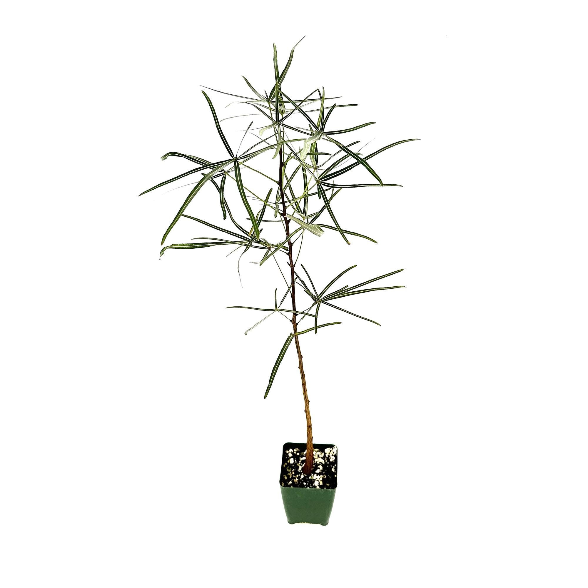 Brachychiton rupestris 'Queensland Bottle Tree'