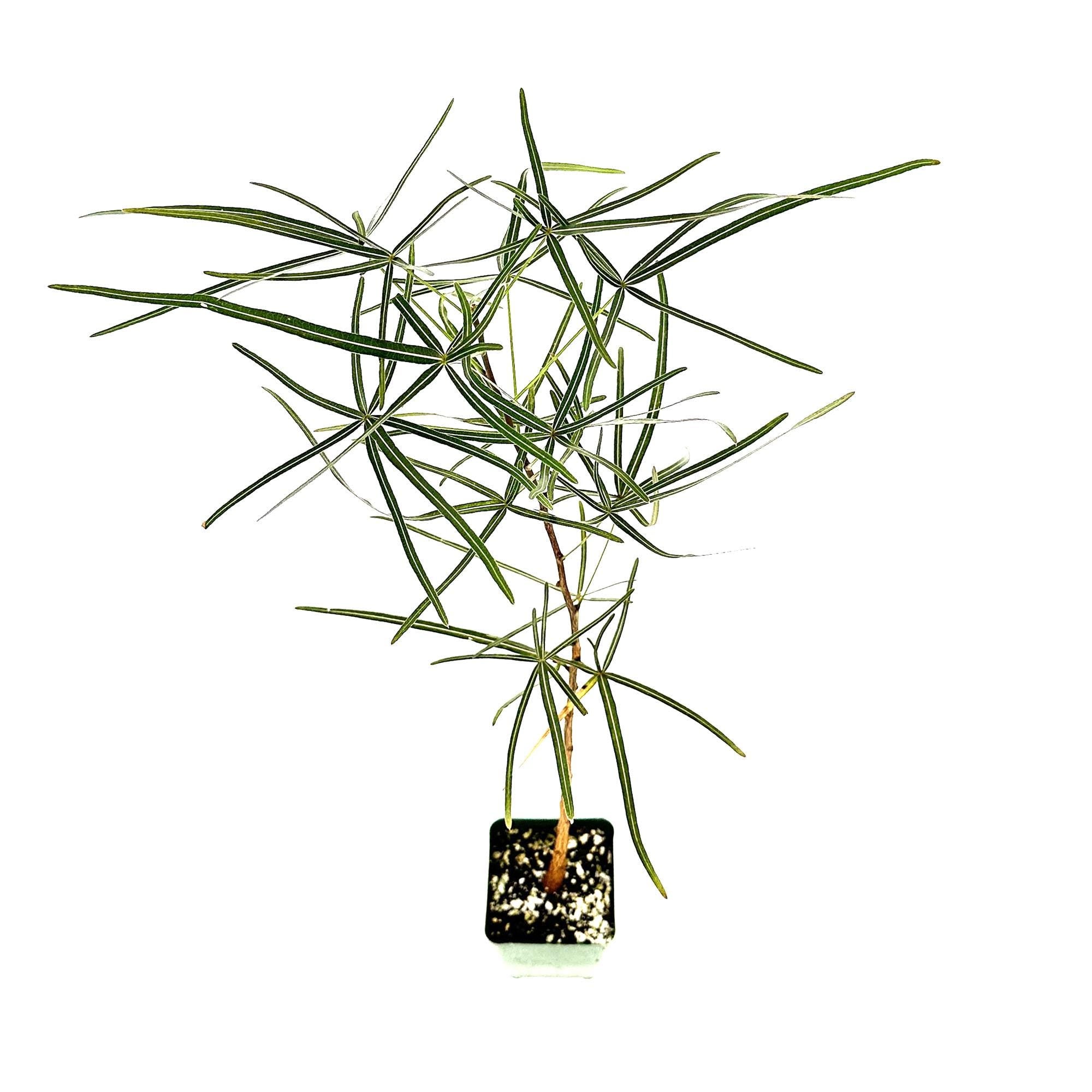 Brachychiton rupestris 'Queensland Bottle Tree'