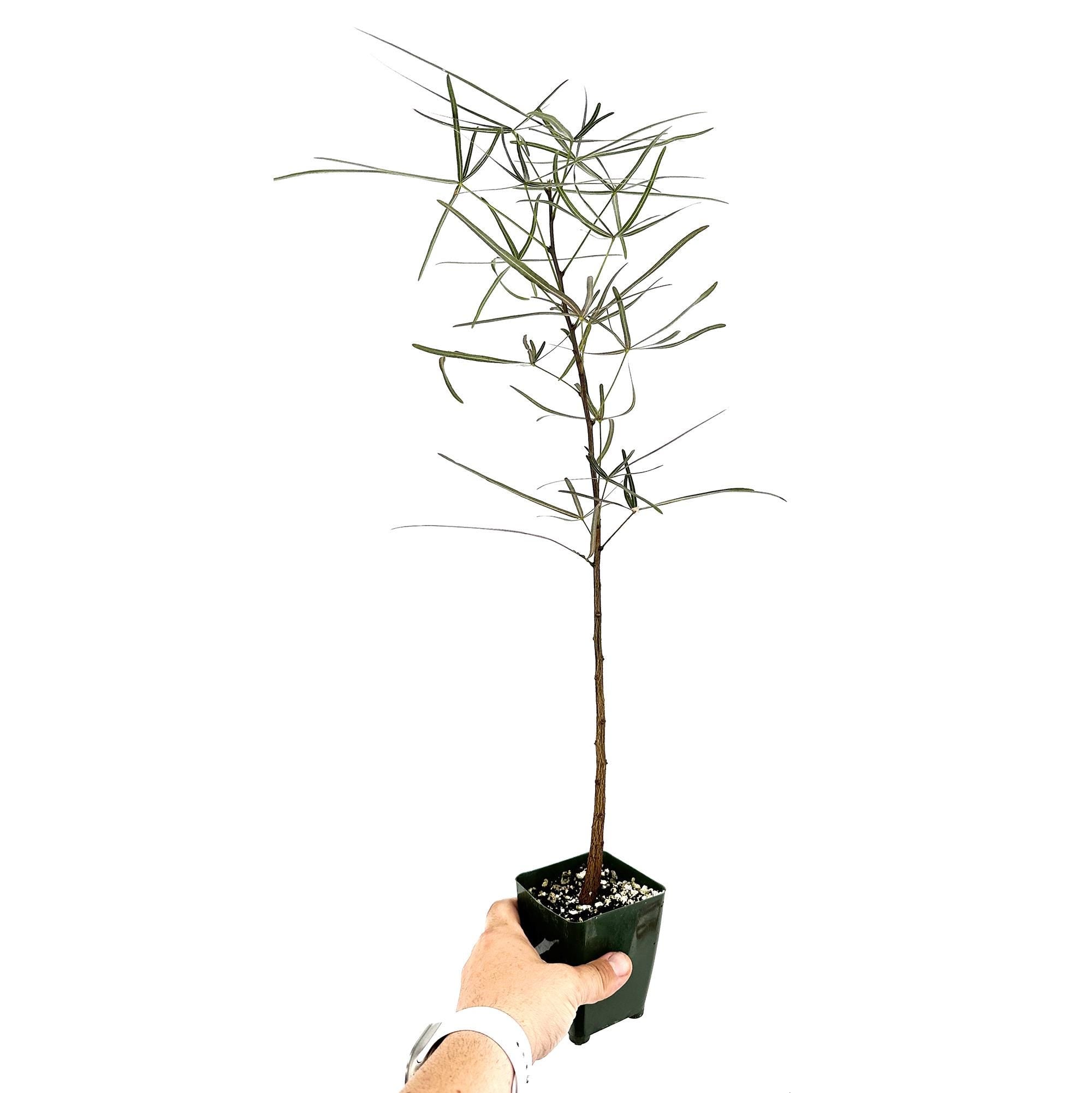 Brachychiton rupestris 'Queensland Bottle Tree'