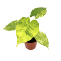 Alocasia gageana ‘Aurea’