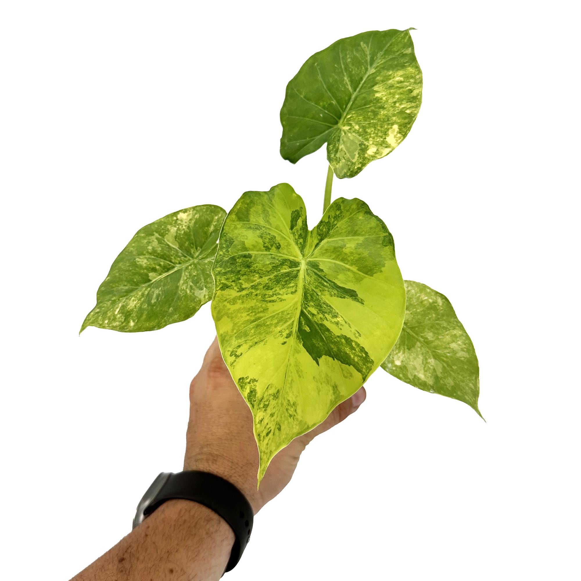 Alocasia gageana ‘Aurea’