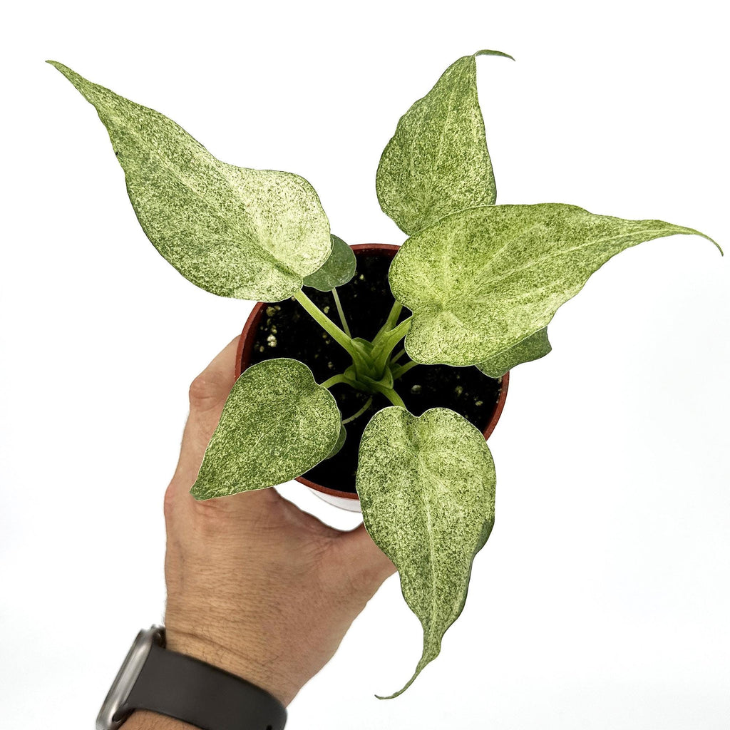 Alocasia cucullata 'Mint'