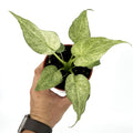 Alocasia cucullata 'Mint'