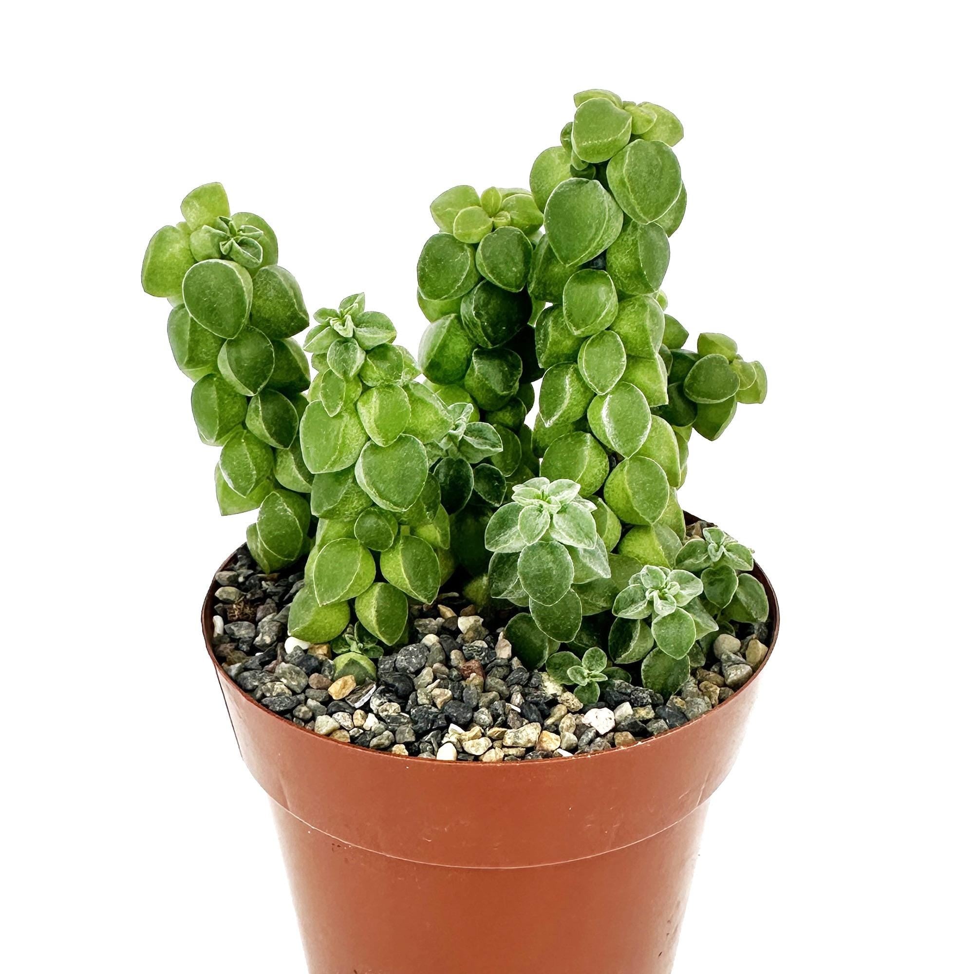 Peperomia columella