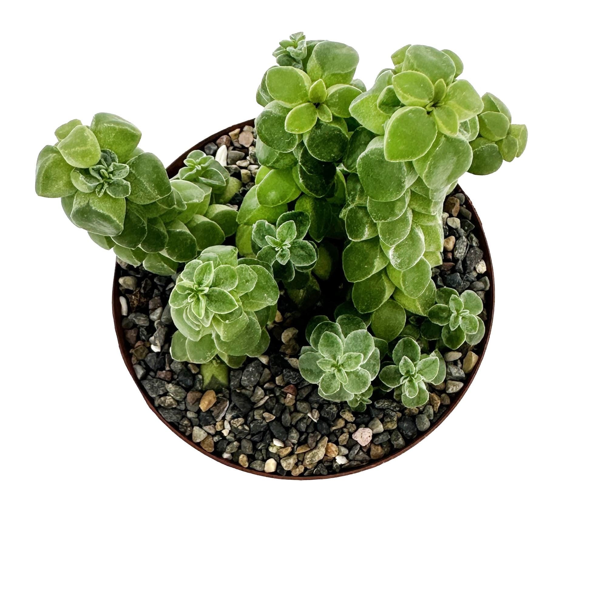 Peperomia columella