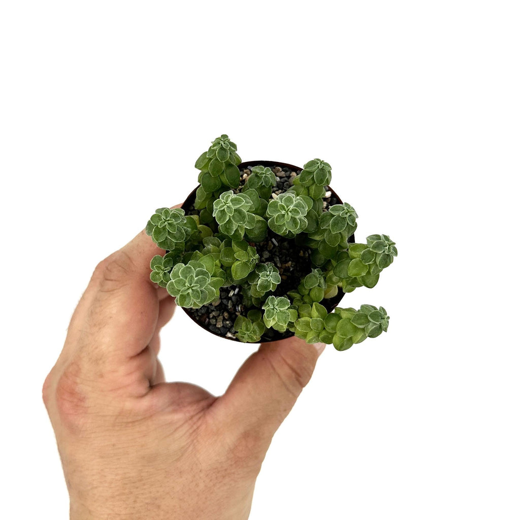Peperomia columella