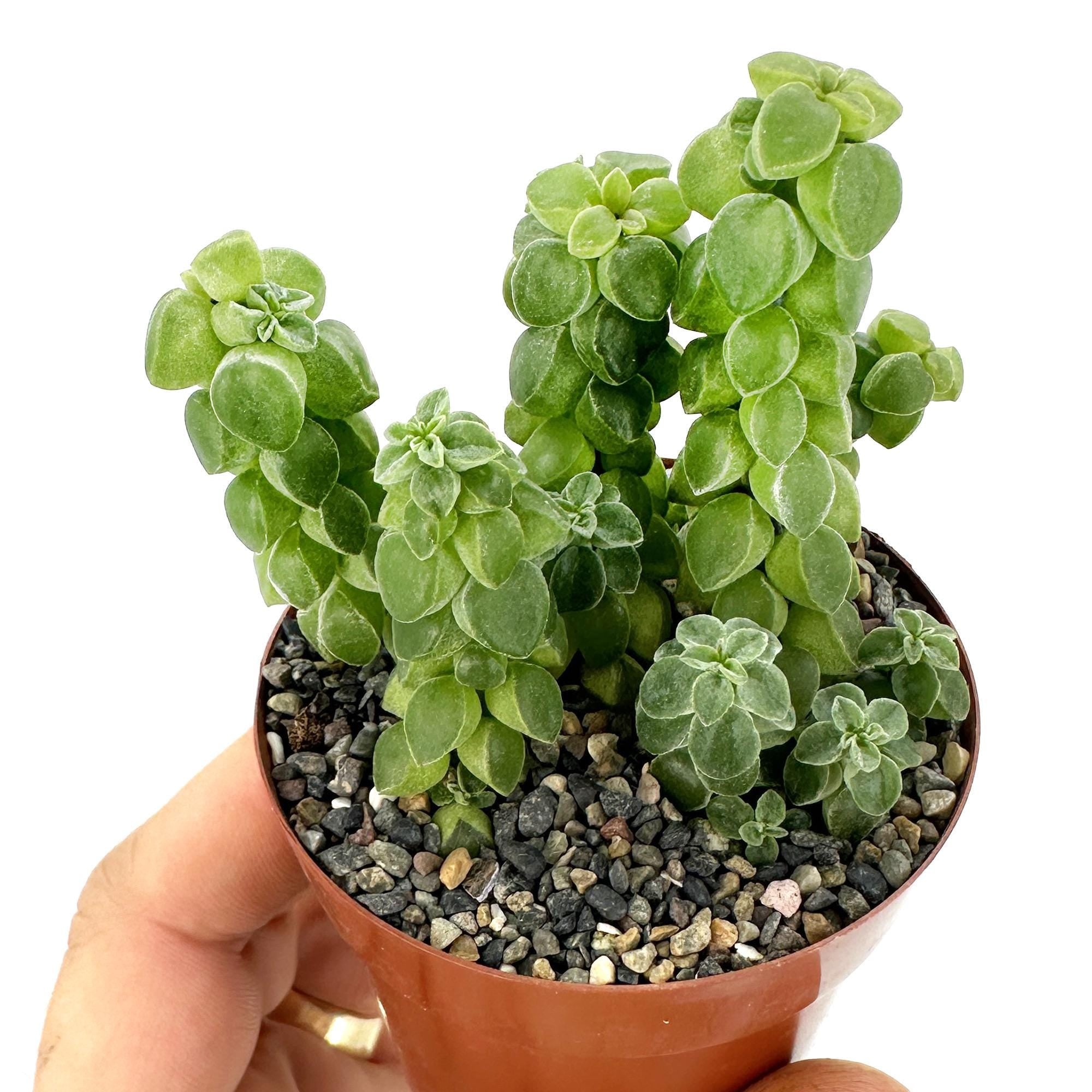 Peperomia columella