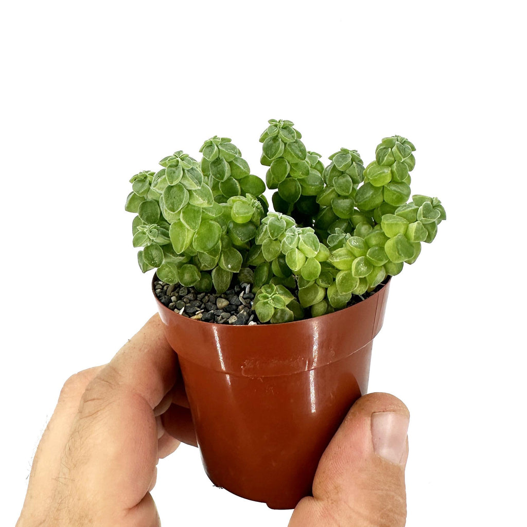 Peperomia columella