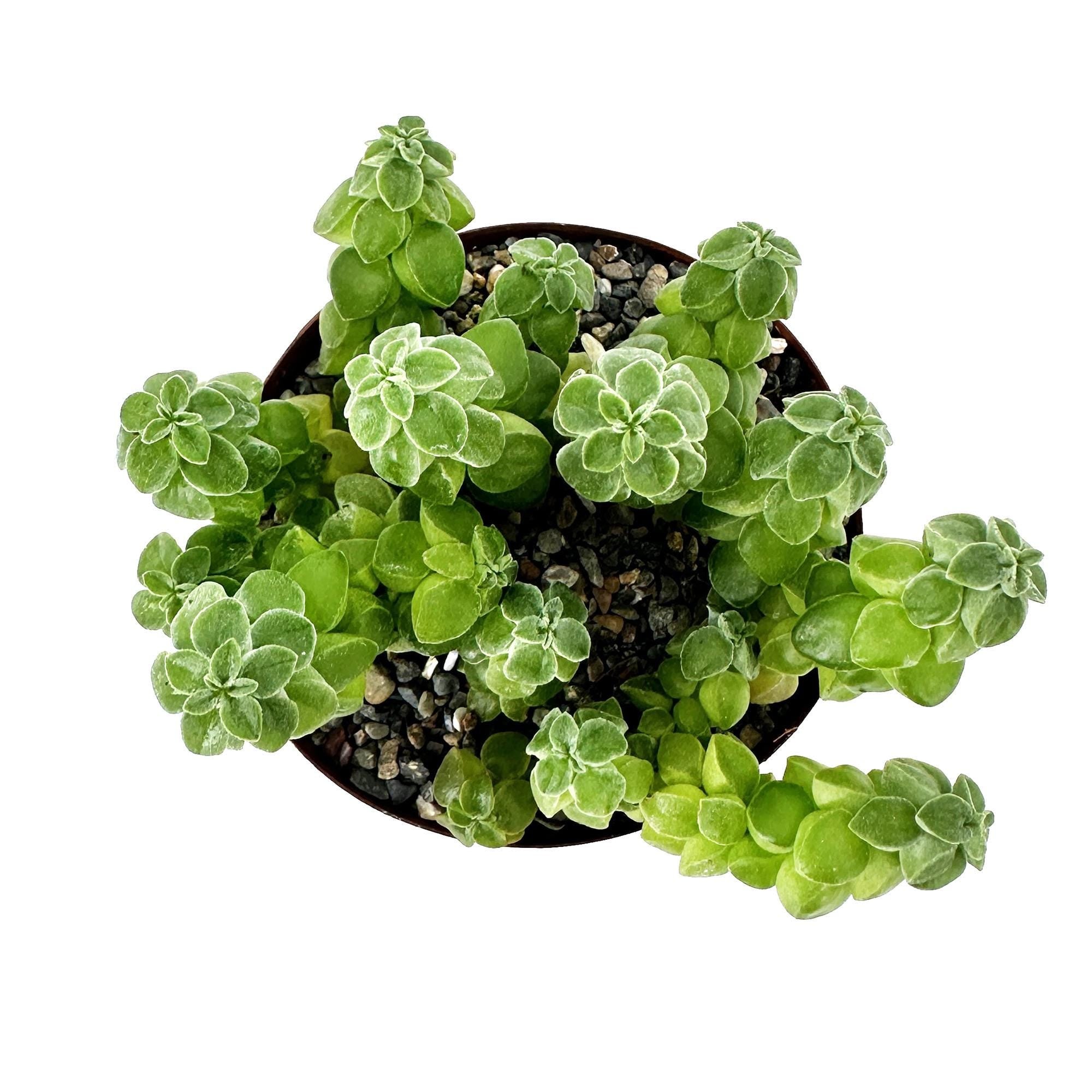 Peperomia columella
