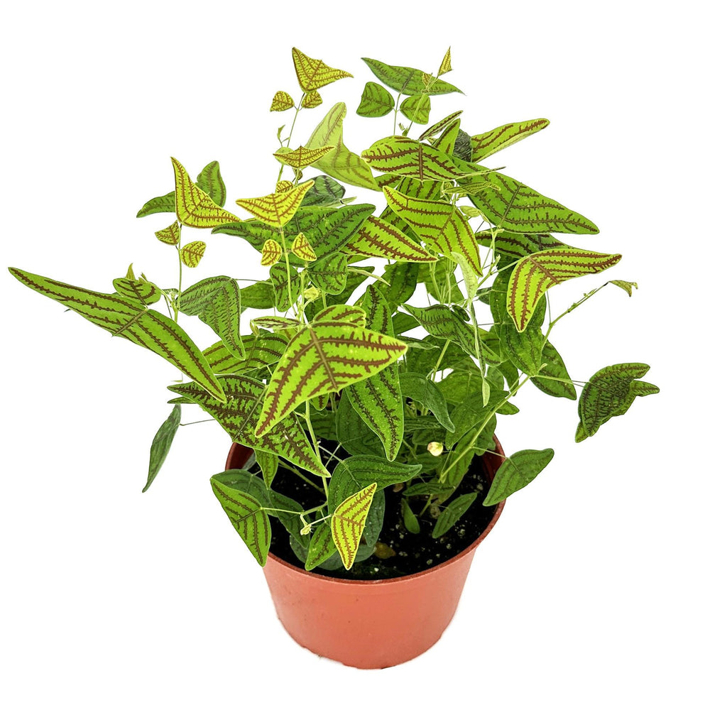 Christia obcordata 'Butterfly Plant'