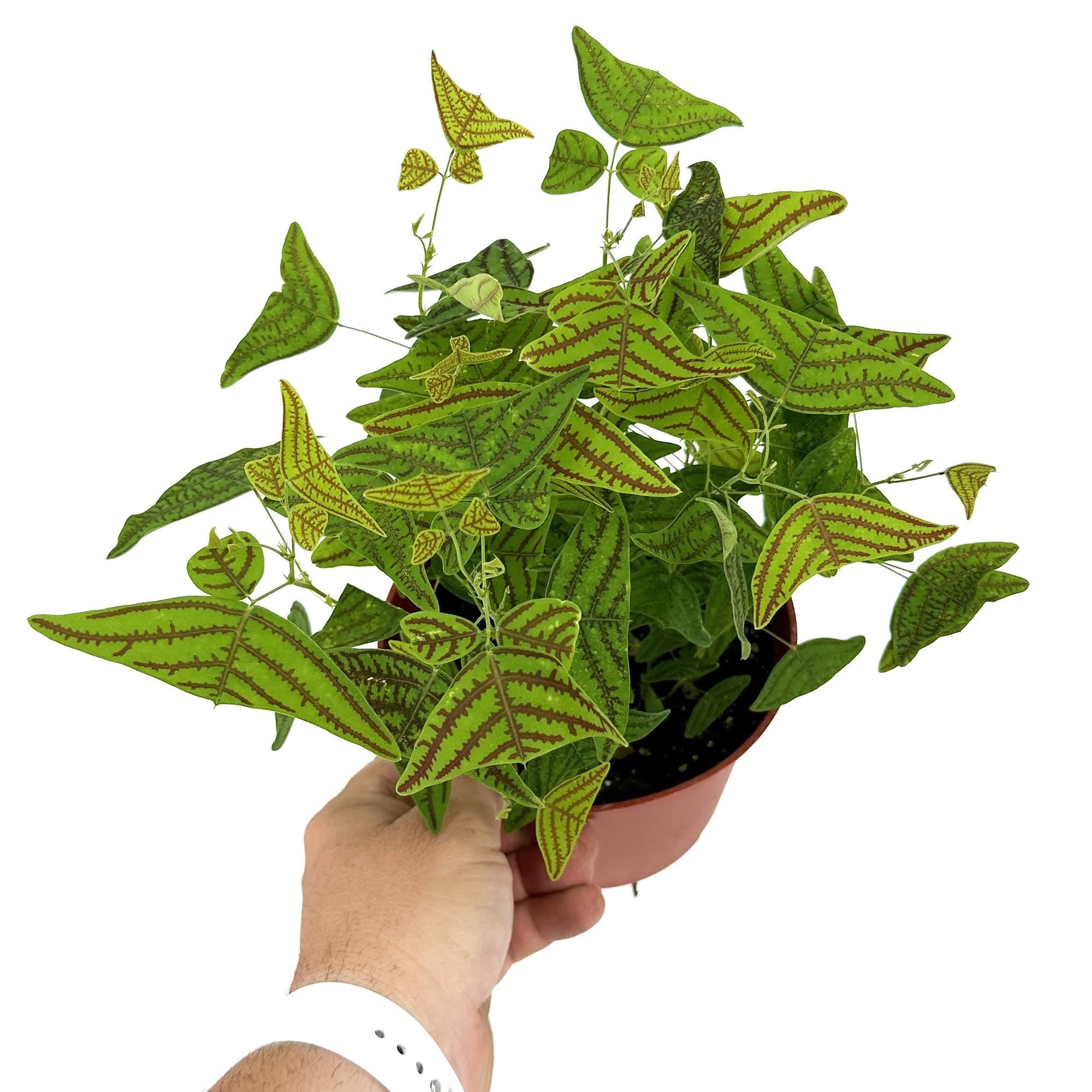 Christia obcordata 'Butterfly Plant'